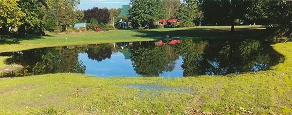 A pond with grass and trees in the background.