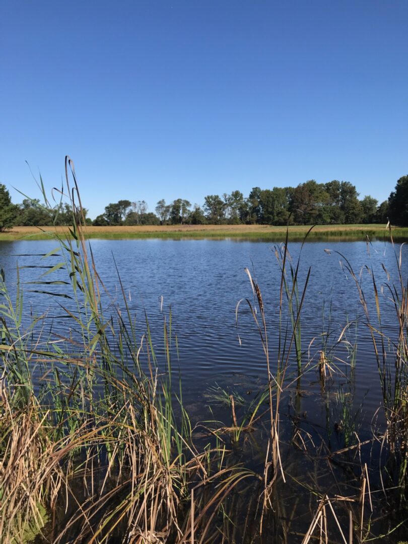 A body of water with grass in the foreground.