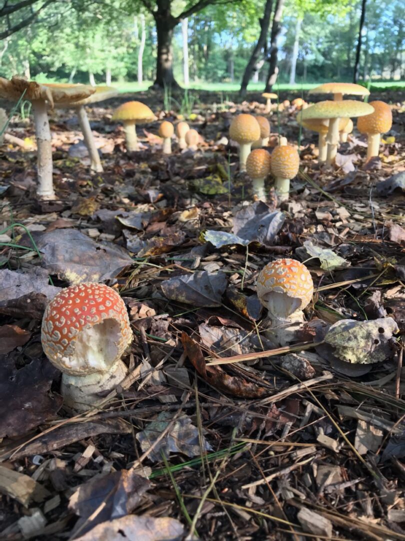 A group of mushrooms in the woods with leaves