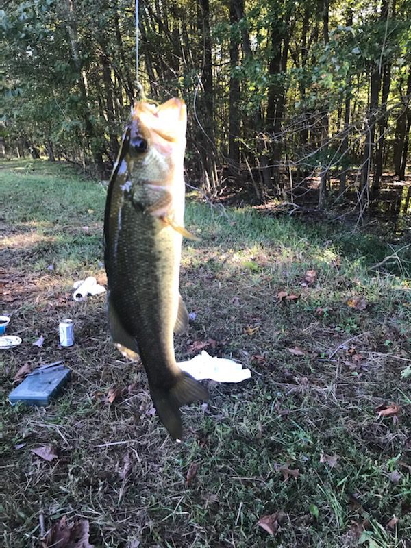 A large fish is hanging on the ground.