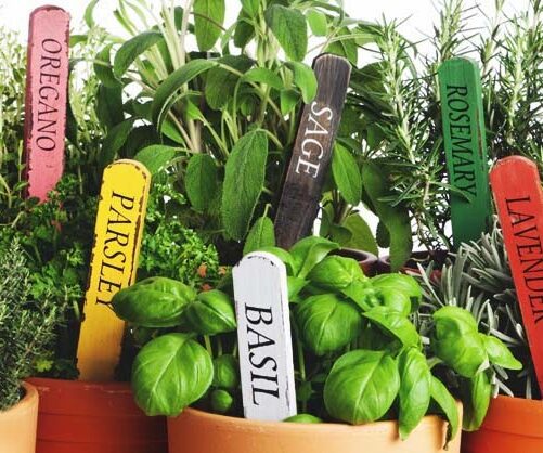 A close up of different types of herbs in pots