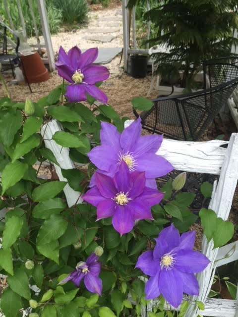 A purple flower is growing on the side of a white chair.