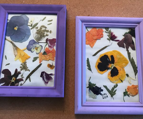 Two purple framed pictures with pressed flowers on them.