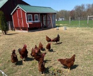 A group of chickens standing in the grass.