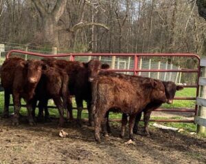 A group of cows standing in the dirt.